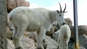 PICTURES/Mount Evans and The Highest Paved Road in N.A - Denver CO/t_Goat Family6.JPG